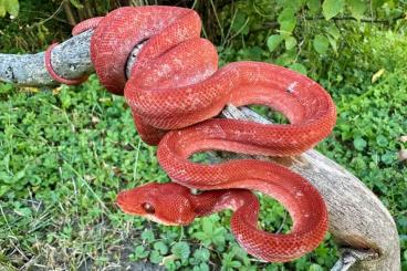 Snakes kaufen und verkaufen Photo: Corallus hortulanus       