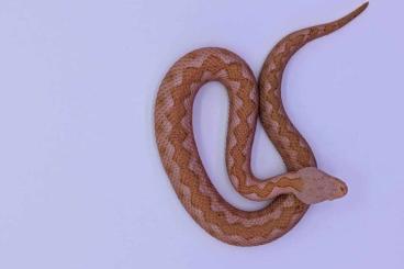 Giftschlangen kaufen und verkaufen Foto: Vipera ammodytes meridionalis