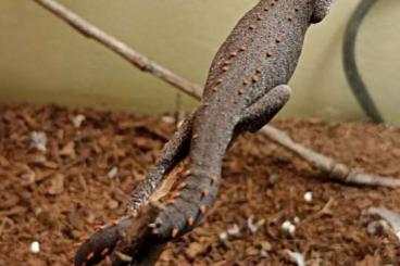 Lizards kaufen und verkaufen Photo: Goniurosaurus, strophurus 