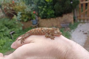 Echsen  kaufen und verkaufen Foto: Mniarogekko, uroplatus   