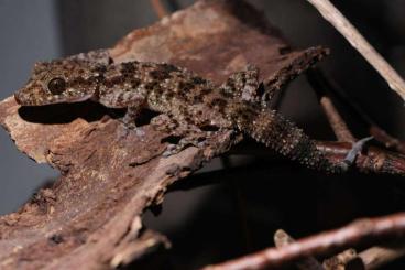 Geckos kaufen und verkaufen Foto: Uroplatus, paroedura, Eurydactylodes, strophurus,dasia, lamprolepis 