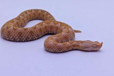 Venomous snakes kaufen und verkaufen Photo: Vipera ammodytes meridionalis Albino