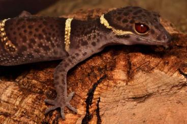 Lizards kaufen und verkaufen Photo: goniurosaurus,lamprolepis,eurydactylodes