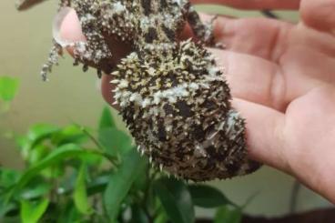 Geckos kaufen und verkaufen Photo: Varanus, saltuarius, phyllurus, strophurus, eurydactylodes Geckos kaufen und verkaufen Photo: Varanus, saltuarius, phyllurus, strophurus, eurydactylodes