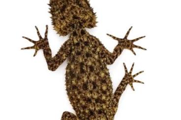 Geckos kaufen und verkaufen Photo: Phyllurus, saltuarius, strophurus,Varanus Geckos kaufen und verkaufen Photo: Phyllurus, saltuarius, strophurus,Varanus