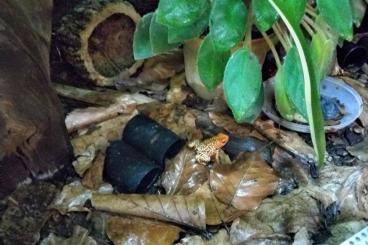 Poison dart frogs kaufen und verkaufen Photo:  Oophaga Histrionica Redhead Large