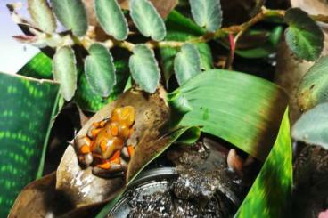 Pfeilgiftfrösche kaufen und verkaufen Foto: Oophaga histrionica Tado red head / Pumilio escudo