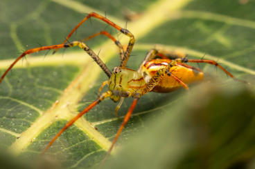 other spiders kaufen und verkaufen Photo: Grüne Luchsspinne (Peucetia lucasi) - Green Lynx Spiders