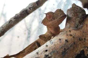 Geckos kaufen und verkaufen Photo: Geckos zur Abholung oder für Bobingen Geckos kaufen und verkaufen Photo: Geckos zur Abholung oder für Bobingen