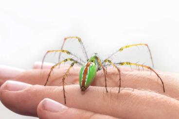 other spiders kaufen und verkaufen Photo: Spinnen für Bobingen am 28. Juni other spiders kaufen und verkaufen Photo: Spinnen für Bobingen am 28. Juni