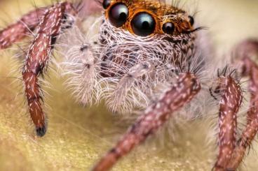 other spiders kaufen und verkaufen Photo: Bestandsauflösung Spinnen other spiders kaufen und verkaufen Photo: Bestandsauflösung Spinnen