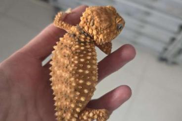 Geckos kaufen und verkaufen Foto: Nephrurus Amyaes CB 2023 September