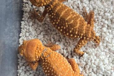 Geckos kaufen und verkaufen Photo: Nephrurus Amyaes unrealated pairs 