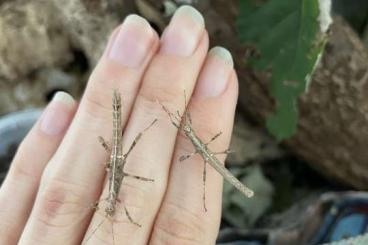 Insekten kaufen und verkaufen Foto: Sungaya inexpectata Lowland Philippinische Gespenstschrecke