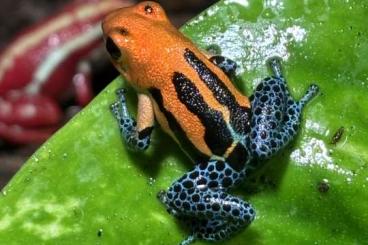 Poison dart frogs kaufen und verkaufen Photo: Fur hamm Poison Darts Frog