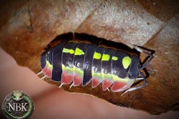 Crustraceae non aquatic kaufen und verkaufen Photo: Some nice Isopods Hamm / EU Shipping