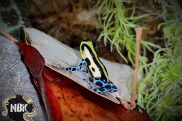 Poison dart frogs kaufen und verkaufen Photo: Ranitomeya lamasi "Highlands" 