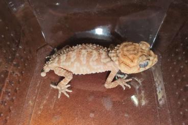 Geckos kaufen und verkaufen Foto: Nephrurus amyae Pairs, Males, unsexed