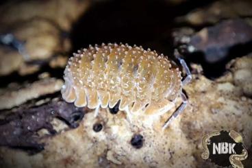 Krebstiere terrestrisch  kaufen und verkaufen Foto: Isopods / Asseln / Woodlice / Cubaris