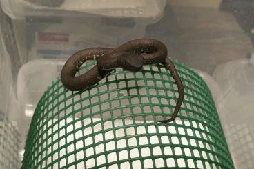 Venomous snakes kaufen und verkaufen Photo: Trimeresurus andersonii/T. purpureomaculatus/Parias flavomaculatus 