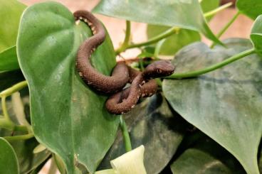 Giftschlangen kaufen und verkaufen Foto: Trimeresurus andersonii cb05/24