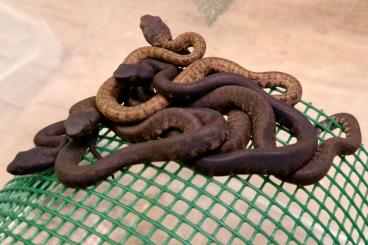 Venomous snakes kaufen und verkaufen Photo: 1.2 Trimeresurus andersonii cb25 Venomous snakes kaufen und verkaufen Photo: 1.2 Trimeresurus andersonii cb25