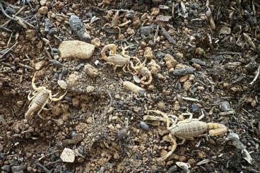 Spiders and Scorpions kaufen und verkaufen Photo: Mesobuthus gibbosus WF (Ulcinj) Spiders and Scorpions kaufen und verkaufen Photo: Mesobuthus gibbosus WF (Ulcinj)