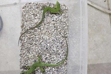 Lizards kaufen und verkaufen Photo: Gebe verschiedene Lacerten- Nachzuchten ab! 