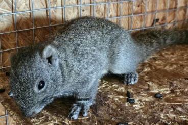 Exotic mammals kaufen und verkaufen Photo: 0,3 Dremomys pernyi ( Perny- Langnasenhörnchen )