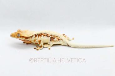 Geckos kaufen und verkaufen Photo: High end lilly white - Hamm