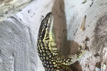 Warane kaufen und verkaufen Foto: 1.0 Stachelschwanzwaran Varanus acanthurus