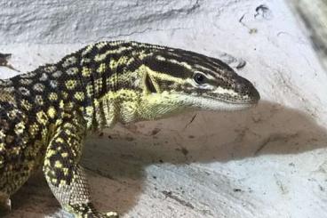 Warane kaufen und verkaufen Foto: 1.0 Stachelschwanzwaran Varanus acanthurus