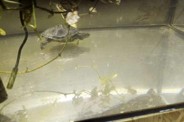 Turtles kaufen und verkaufen Photo: Trachemys venustra, Sumpfschildkrötenbaby