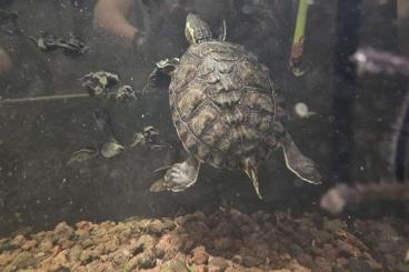 Turtles kaufen und verkaufen Photo: Trachemys venusta, schmuckschildkröte, ungeschützt