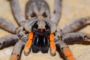 Spinnen und Skorpione kaufen und verkaufen Foto: Vogelspinnen, Liphistius, Sicarius, Geißelspinnen, Skorpione...