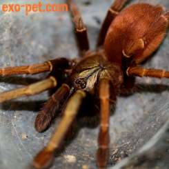 Spiders and Scorpions kaufen und verkaufen Photo: www.exo-pet.de 