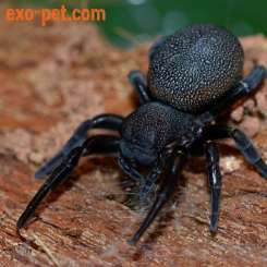 Spiders and Scorpions kaufen und verkaufen Photo: ------------------- exo-pet.de -------------------