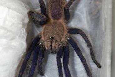 Spiders and Scorpions kaufen und verkaufen Photo: Exklusiv bei exo-pet in Deutschland: