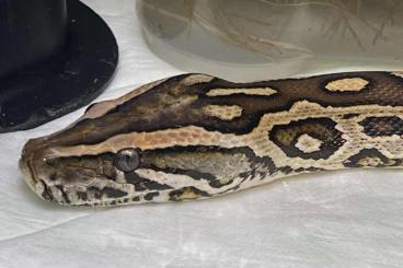 Pythons kaufen und verkaufen Foto: Zwergtigerpython progschai Weibchen, mindestens 4 Jahre alt gesucht 