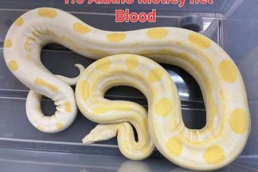 Boas kaufen und verkaufen Foto: Albino Motley 100% het Blood von 2017