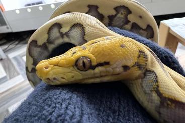 Pythons kaufen und verkaufen Foto: Schönes gesundes Tier , Retic Männchen 