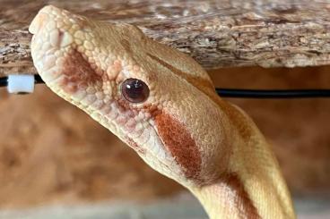 Snakes kaufen und verkaufen Photo: Boa Constrictor Imperator Kahl line zu verkaufen 