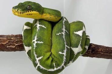 Snakes kaufen und verkaufen Photo: Corallus Batesii Männchen von 19