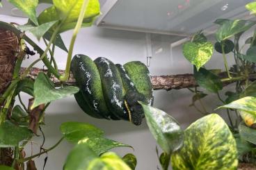 Snakes kaufen und verkaufen Photo: Corallus Batesii von 2017, ein dunkles und schönes Tier 