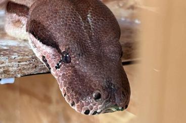 Boas kaufen und verkaufen Photo: 3 Boa Constrictor Imperatoren, Kahl line 