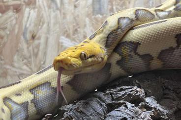 Pythons kaufen und verkaufen Photo: Retic Männchen Harlekin Orange Glow von Januar 24