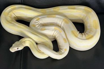 Snakes kaufen und verkaufen Photo: Biete 3 Boa Constrictor Imperator zum Verkauf 