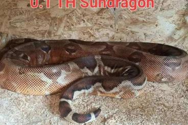 Snakes kaufen und verkaufen Photo: Wegen Platzmangel zu verkaufen 