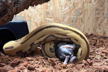 Snakes kaufen und verkaufen Photo: Netzpython Männchen, Harlekin Orange Glow von 24