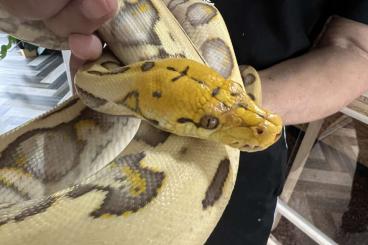 Snakes kaufen und verkaufen Photo: Reticulatus Männchen Harlekin Orange Glow Snakes kaufen und verkaufen Photo: Reticulatus Männchen Harlekin Orange Glow